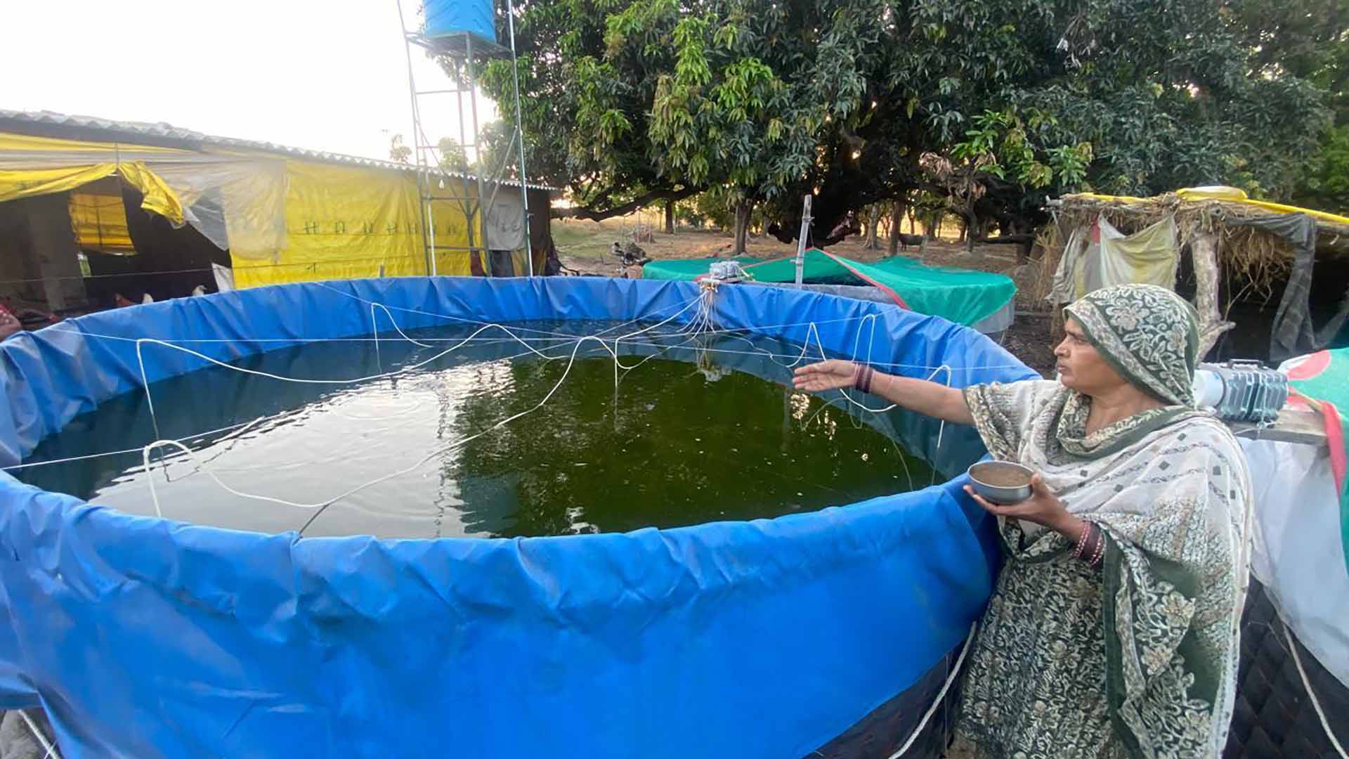 From Backyard Tanks to Big Dreams